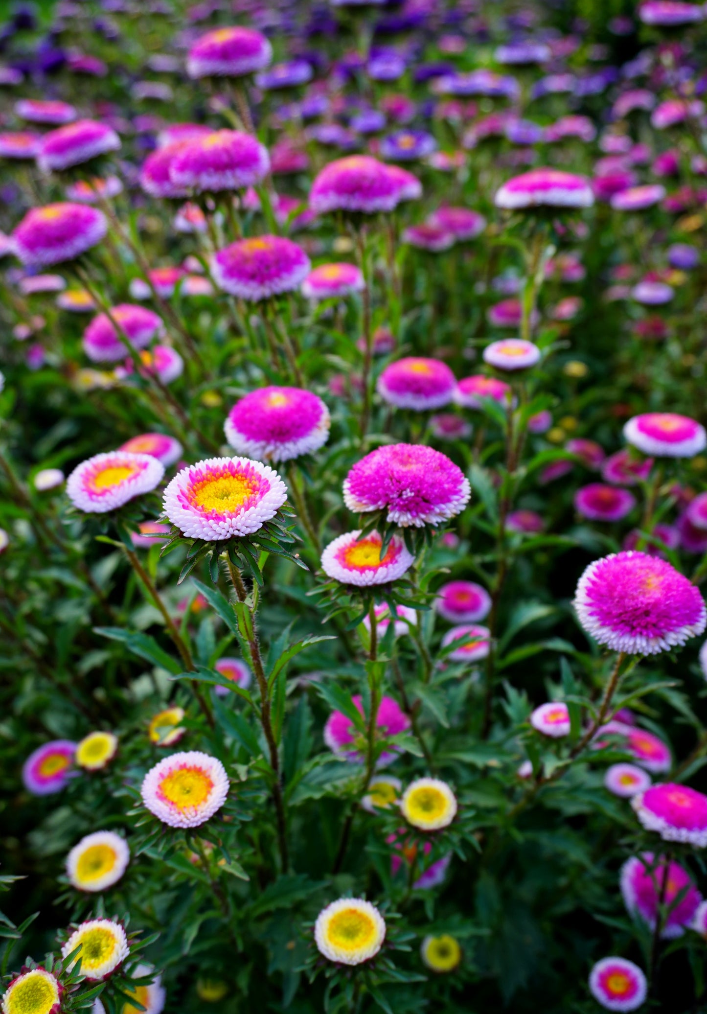 50 HI No MARU ASTER Double Red & White Callistephus Pompon Flower Seeds