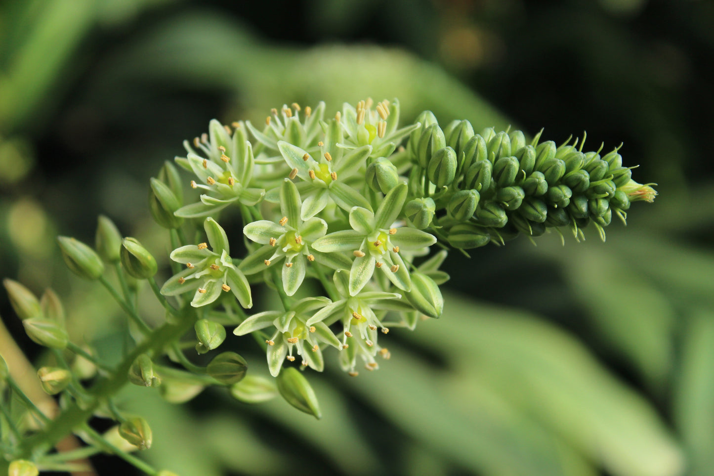 20 PREGNANT ONION SEEDS aka False Sea Onion Lily Ornithogalum Caudatum Flower Good Houseplant