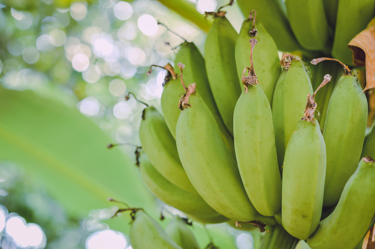 5 PLANTAIN BANANA Musa Balbisiana Hardy Red Flowering Sweet Wild Fruit Tree Seeds