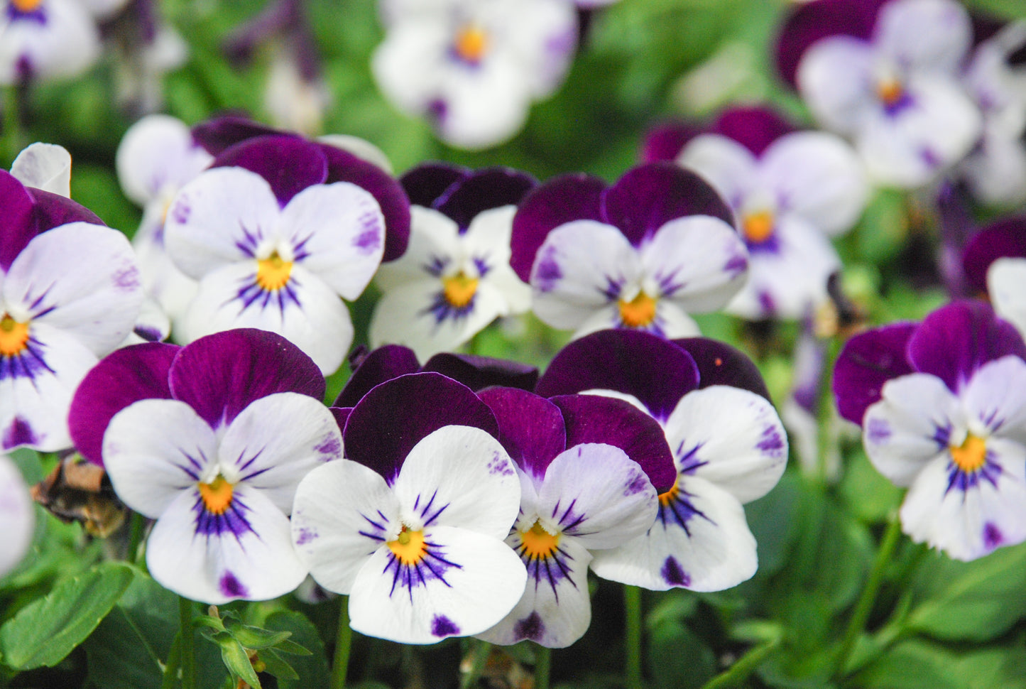 100 JOHNNY JUMP UP Violet Viola Tricolor Flower Seeds