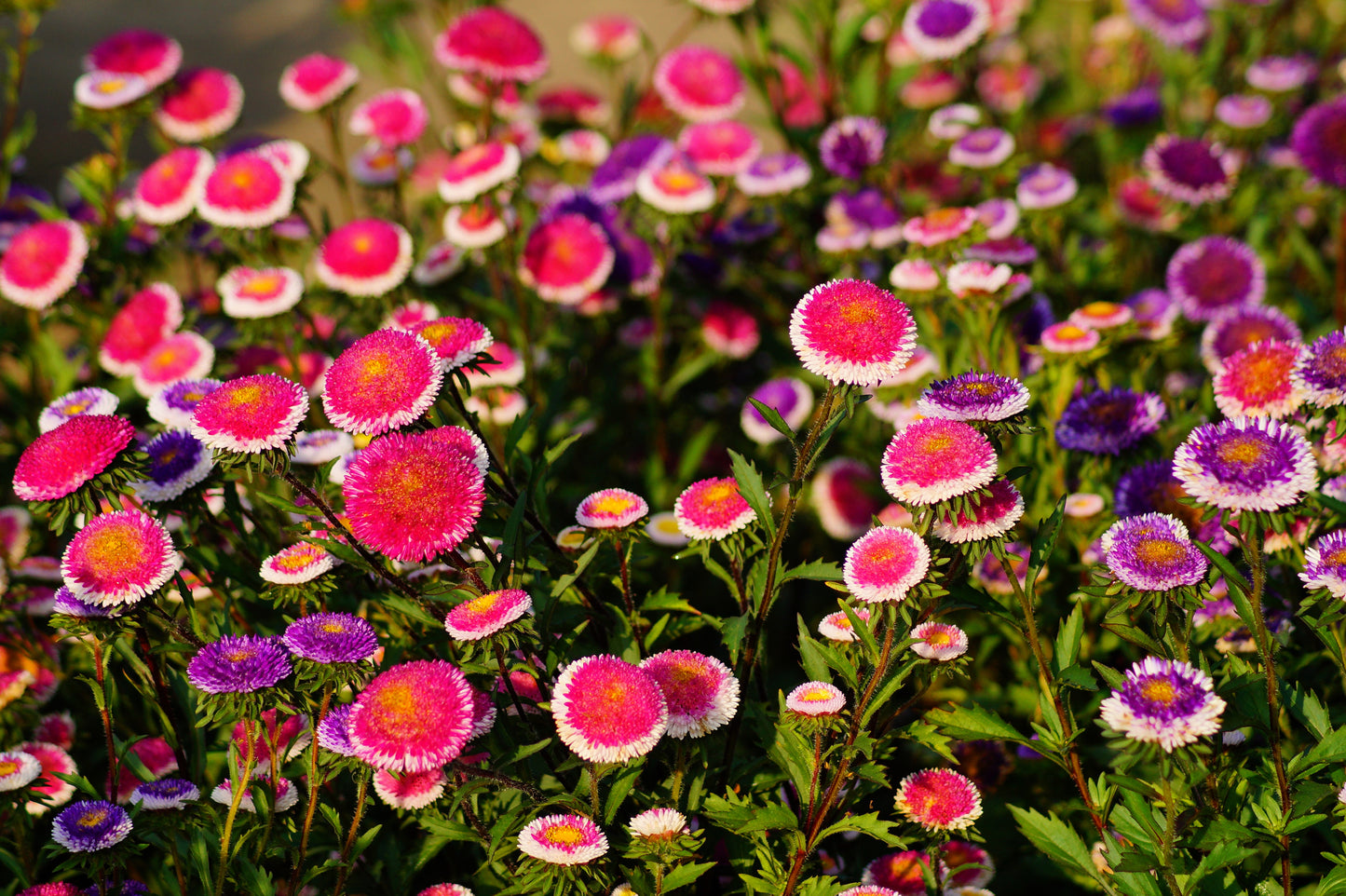 50 HI No MARU ASTER Double Red & White Callistephus Pompon Flower Seeds