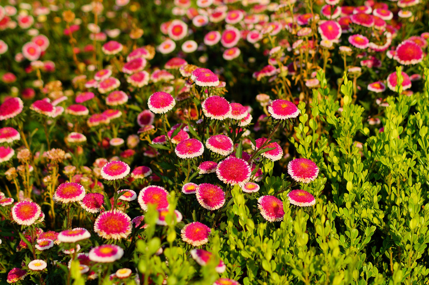 50 HI No MARU ASTER Double Red & White Callistephus Pompon Flower Seeds