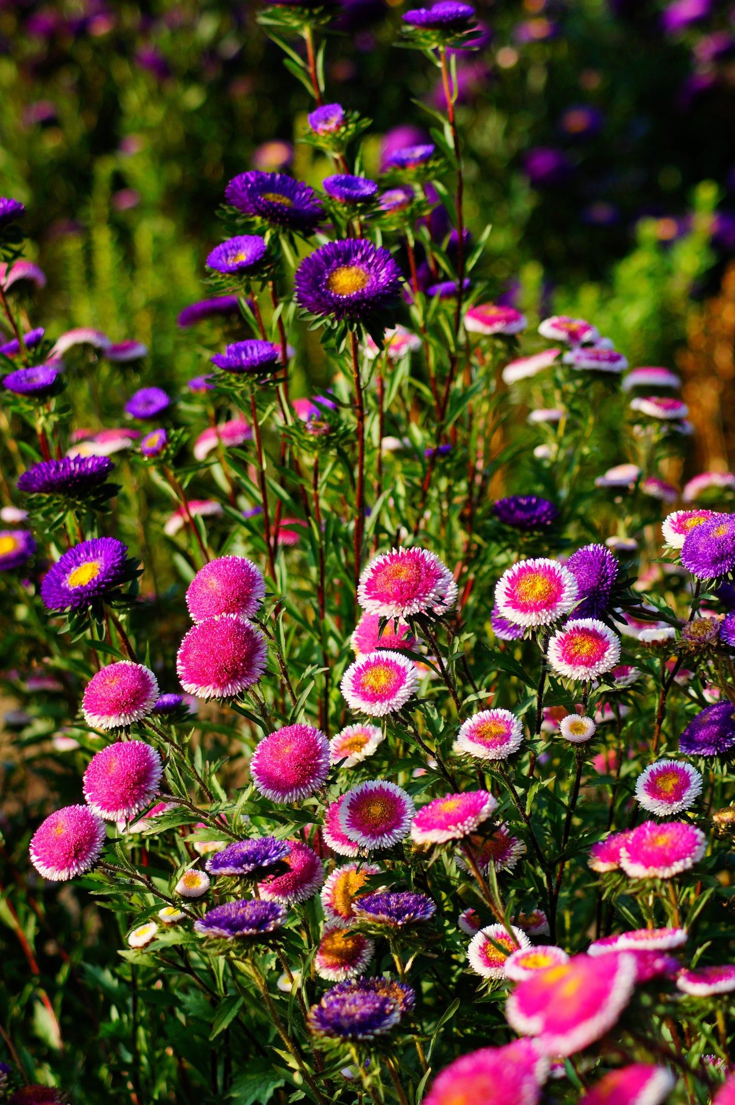 50 HI No MARU ASTER Double Red & White Callistephus Pompon Flower Seeds