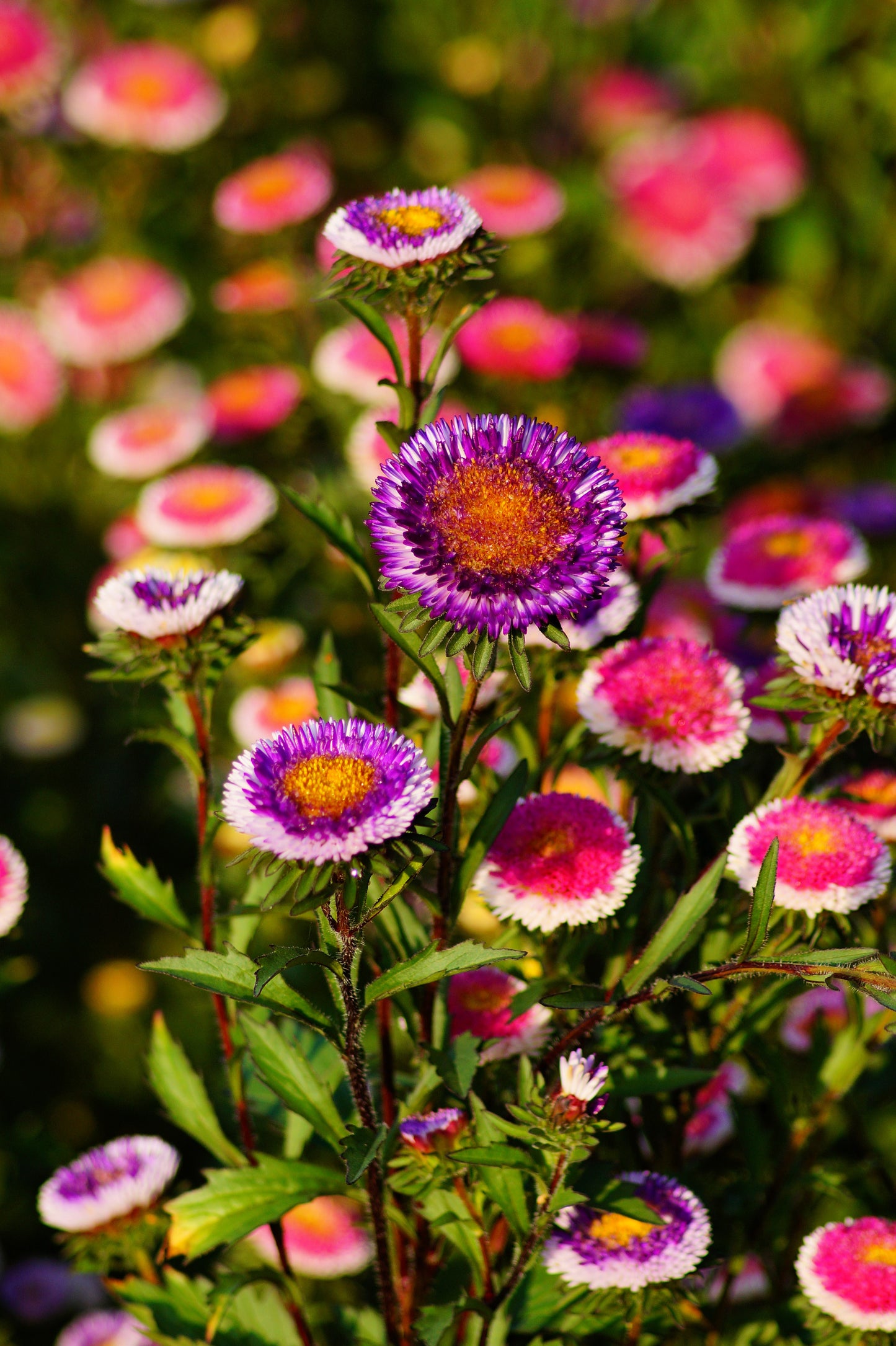 50 HI No MARU ASTER Double Red & White Callistephus Pompon Flower Seeds