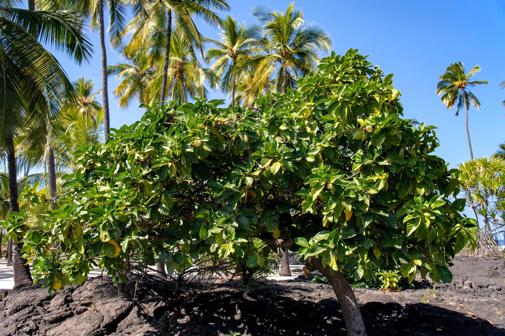 20 NONI Cheese Fruit Great Morinda Citrifolia Indian Beach Mulberry Sh ...