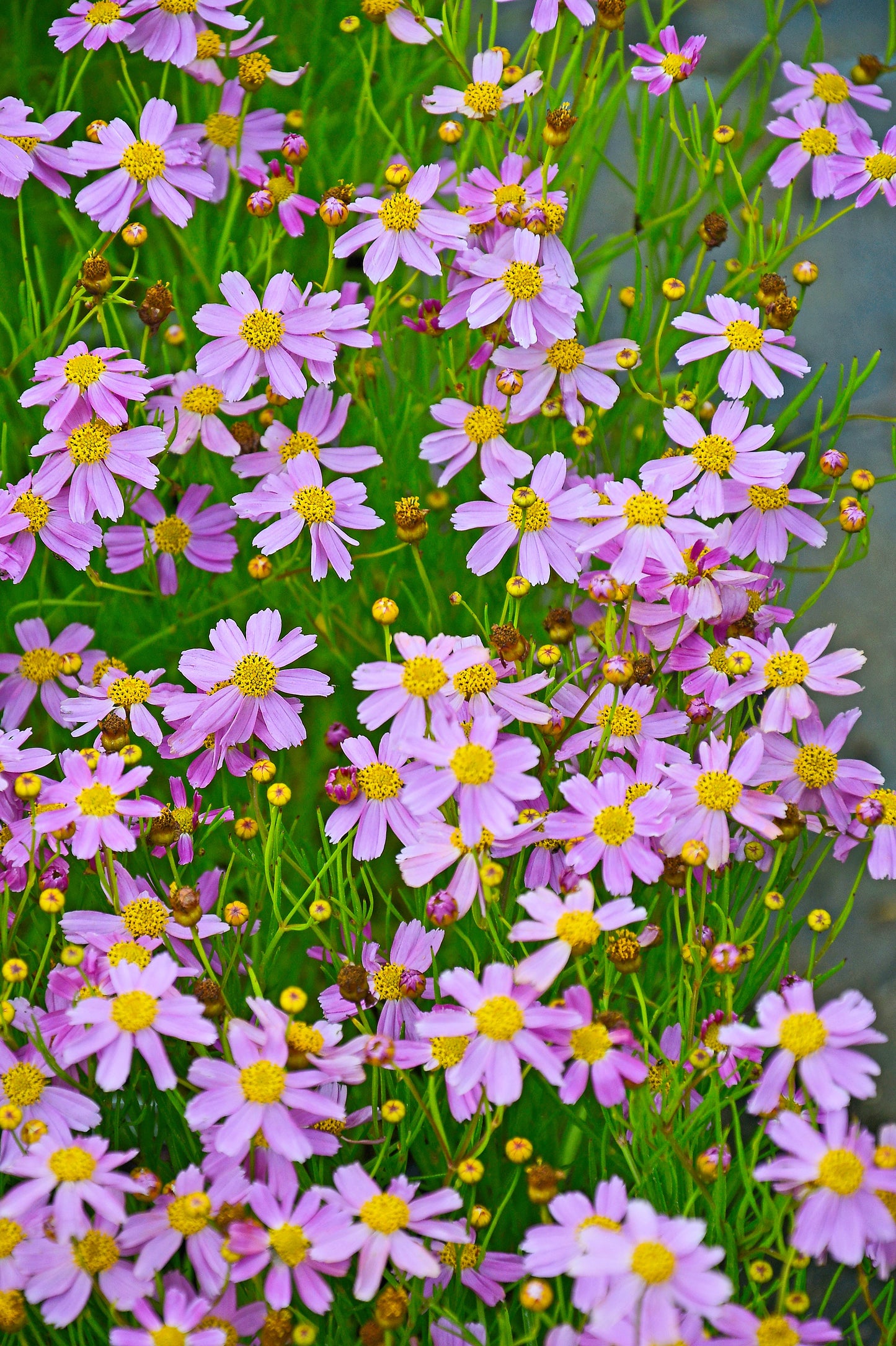 30 Pink AMERICAN DREAM COREOPSIS Rosea Dwarf Tickseed Flower Seeds