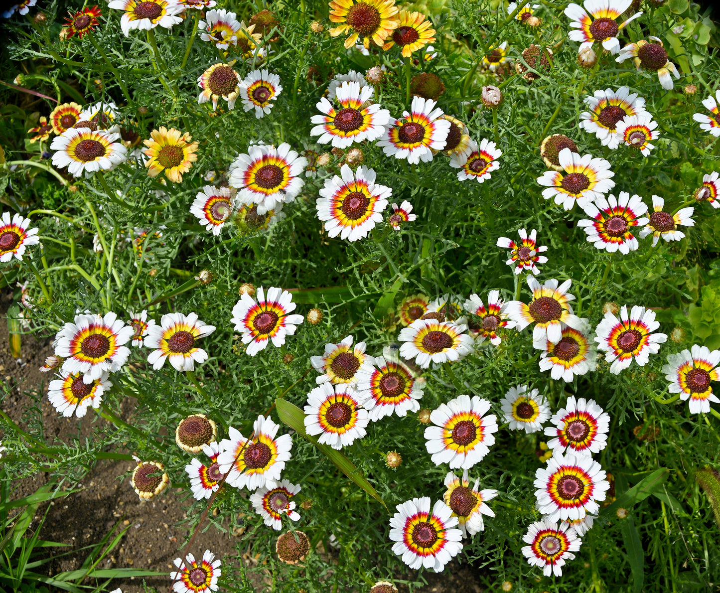 250 TRICOLOR PAINTED DAISY (Pyrenthrum Daisy) Chrysanthemum Carinatum Flower Seeds