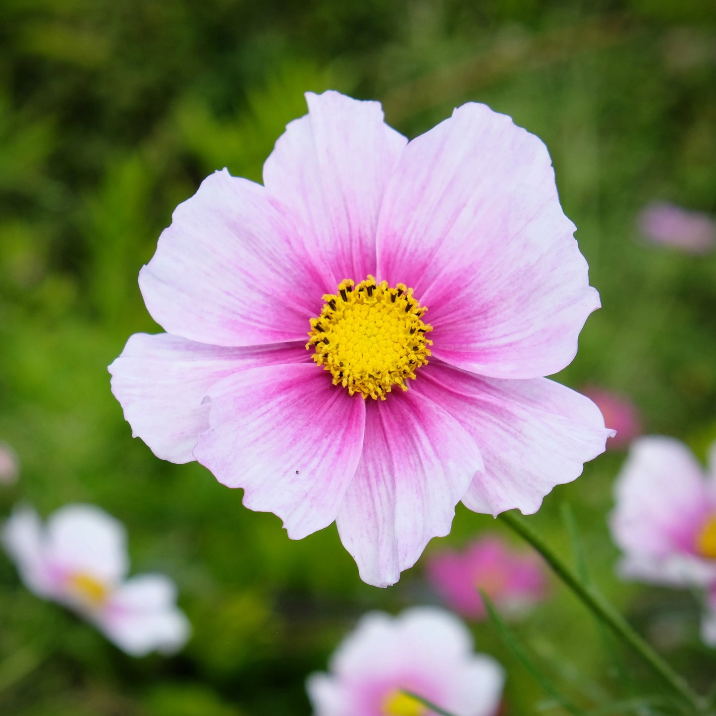 150 DAYDREAM COSMOS Bipinnatus White & Pink Bicolor Flower Seeds