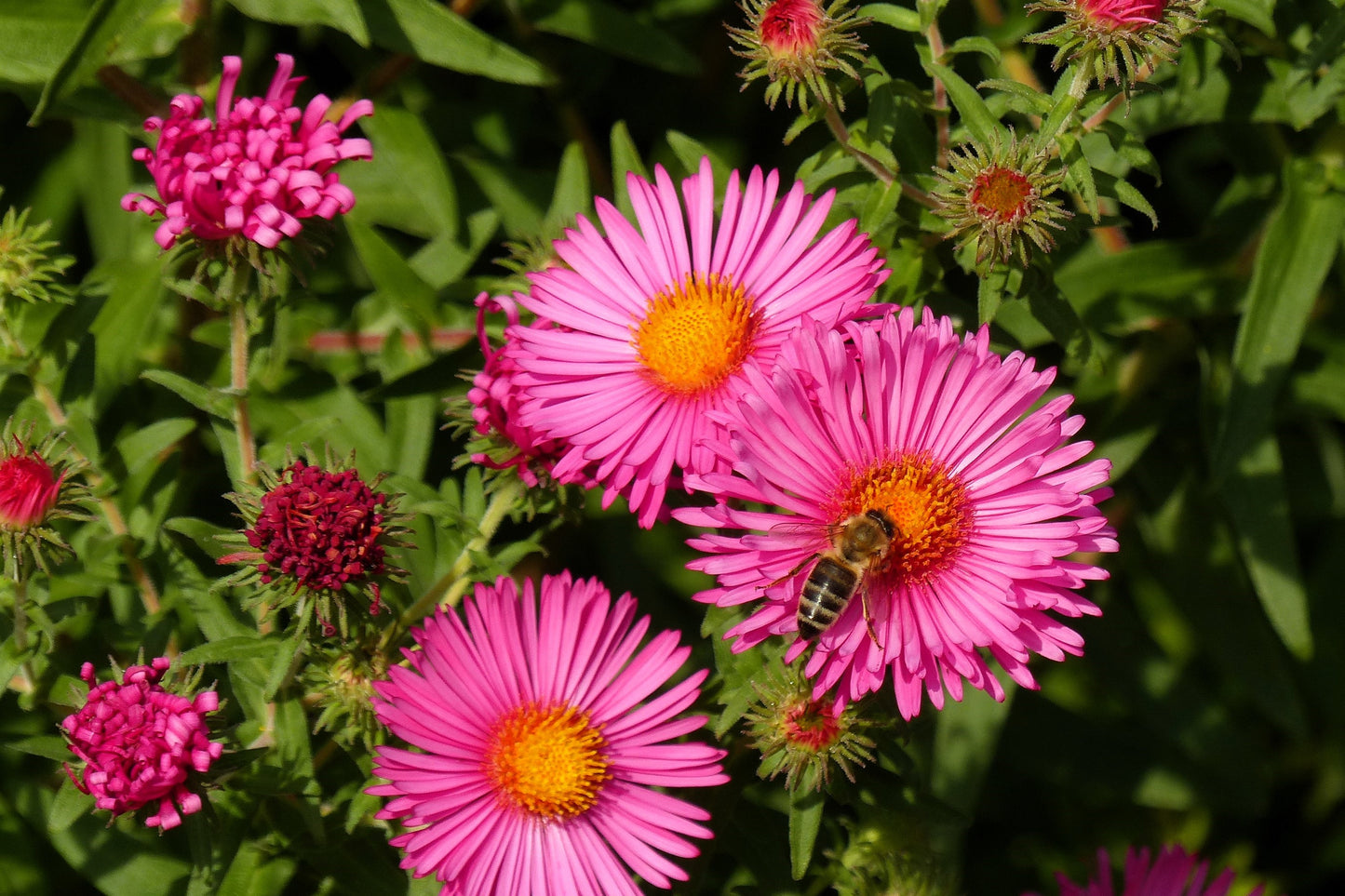 100 Pink NEW ENGLAND ASTER Aster Novae var Angliae Flower Seeds