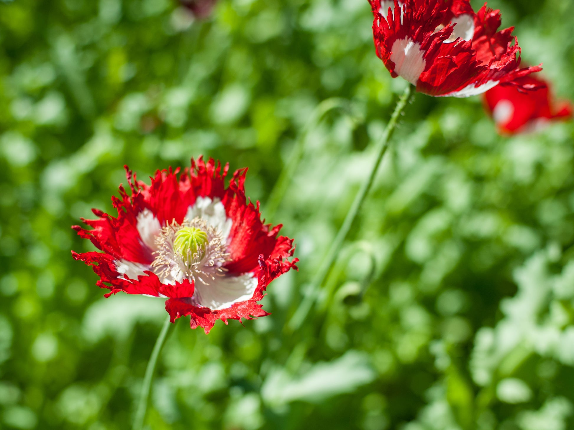 lily white and poppy red 500 DANISH FLAG POPPY Red & White Queens Poppy Papaver Somniferum Dane – Seedville USA
