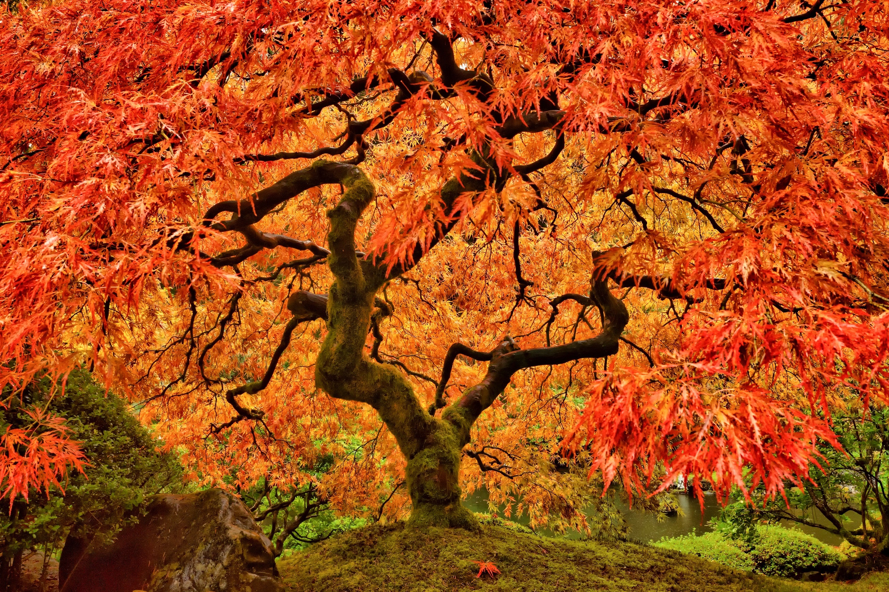 10 RED JAPANESE MAPLE Tree Bloodgood Ornamental Acer Palmatum