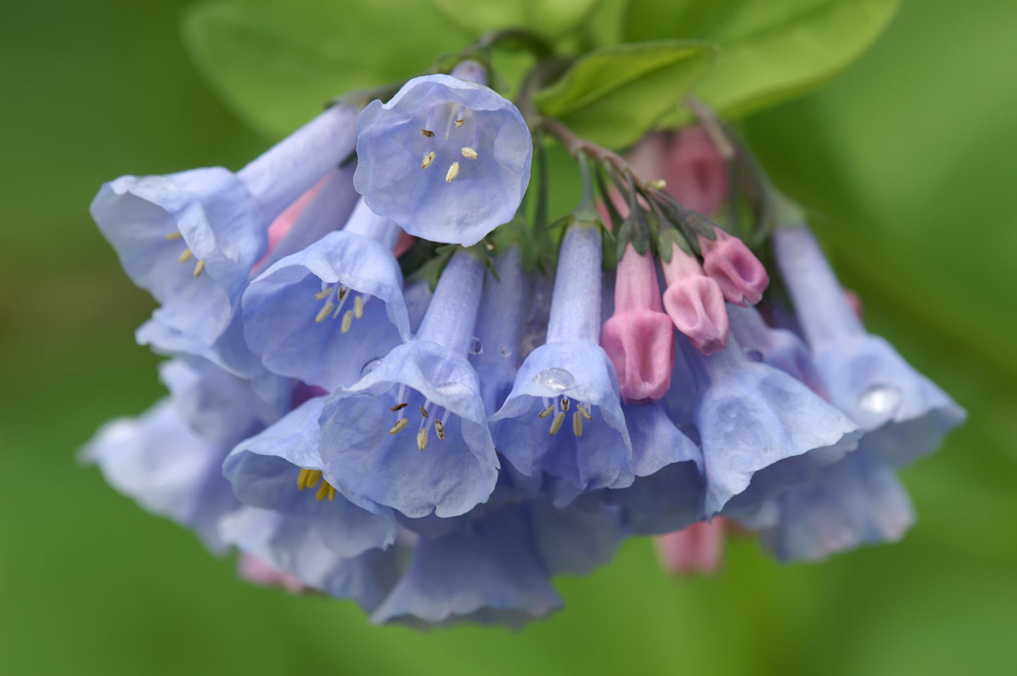 25 VIRGINIA BLUEBELLS True Blue & Pink Mertensia Virginica Flower Seeds