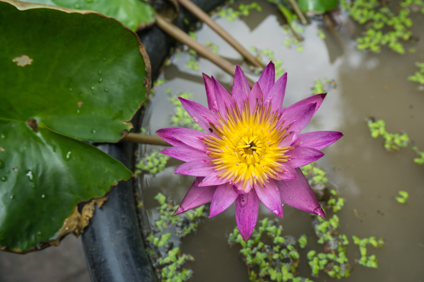 5 BOWL LOTUS Mixed Colors Dwarf Nelumbo Nucifera Aquatic Flower Seeds