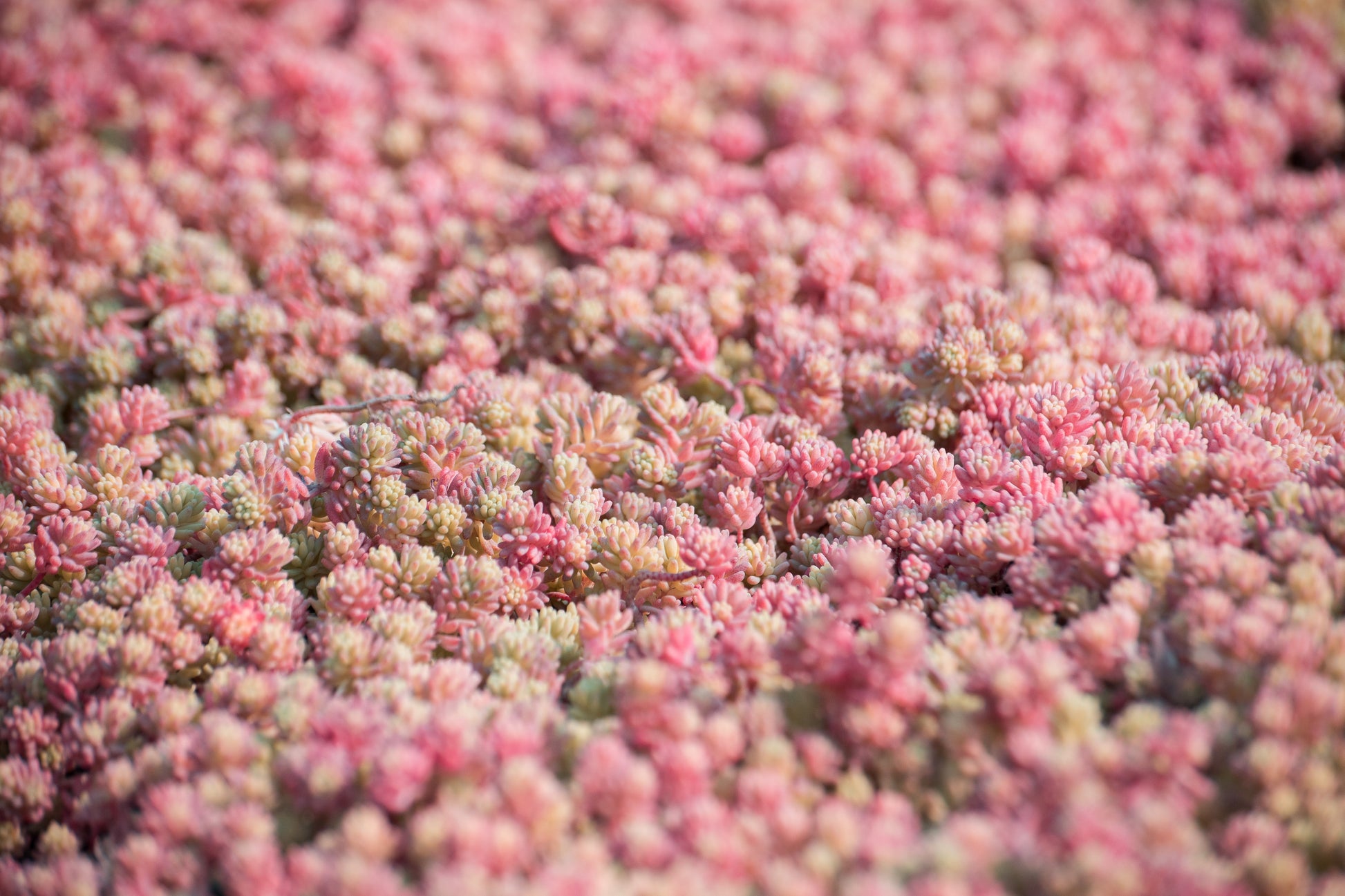 pink succulents seeds 25 Spanish STONECROP / SEDUM HISPANICUM Groundcover Flower Seeds – Seedville USA