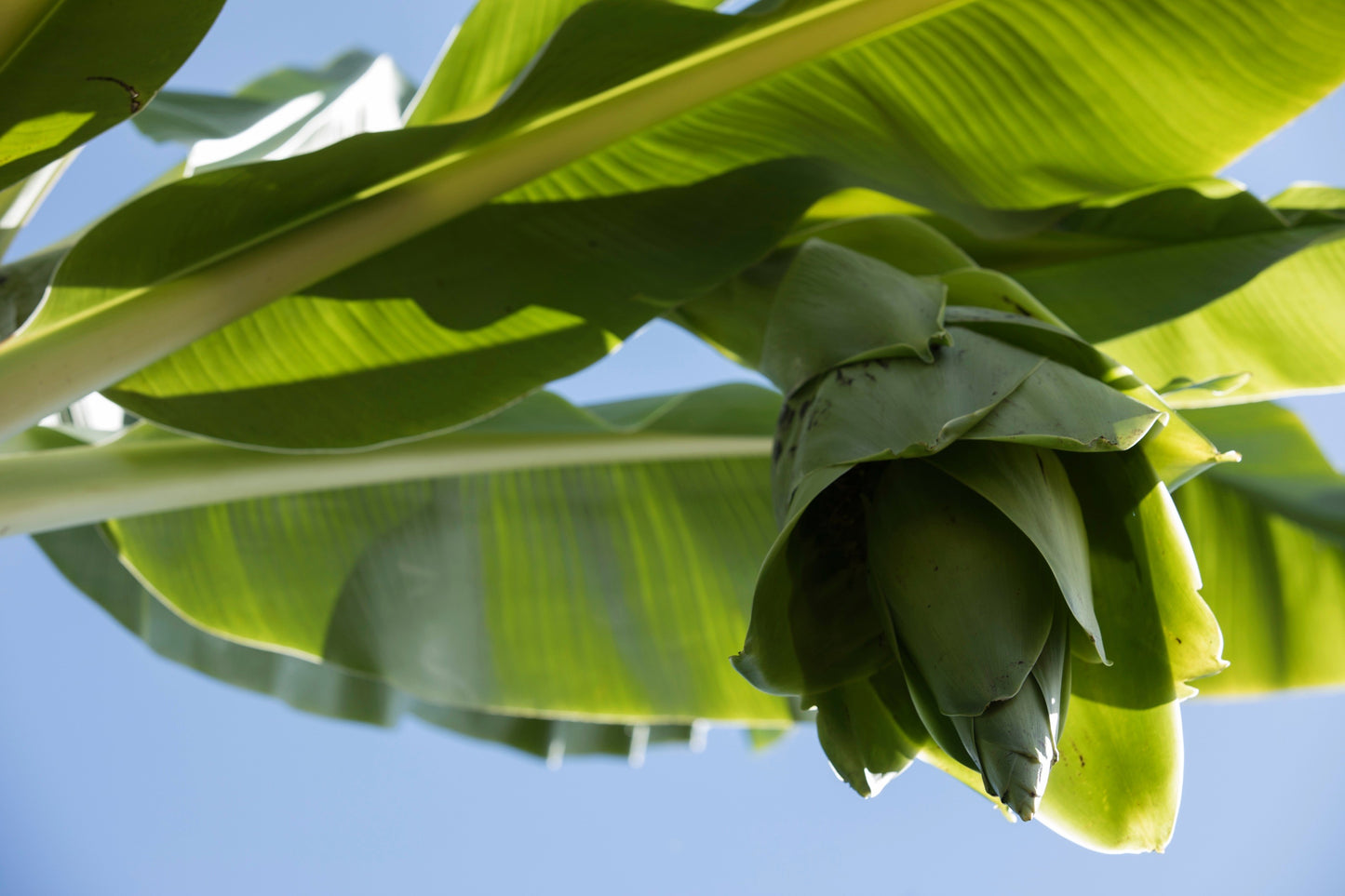5 SNOW BANANA Musa Ensete Glaucum Nepalensis Hardy Tree Houseplant Seeds