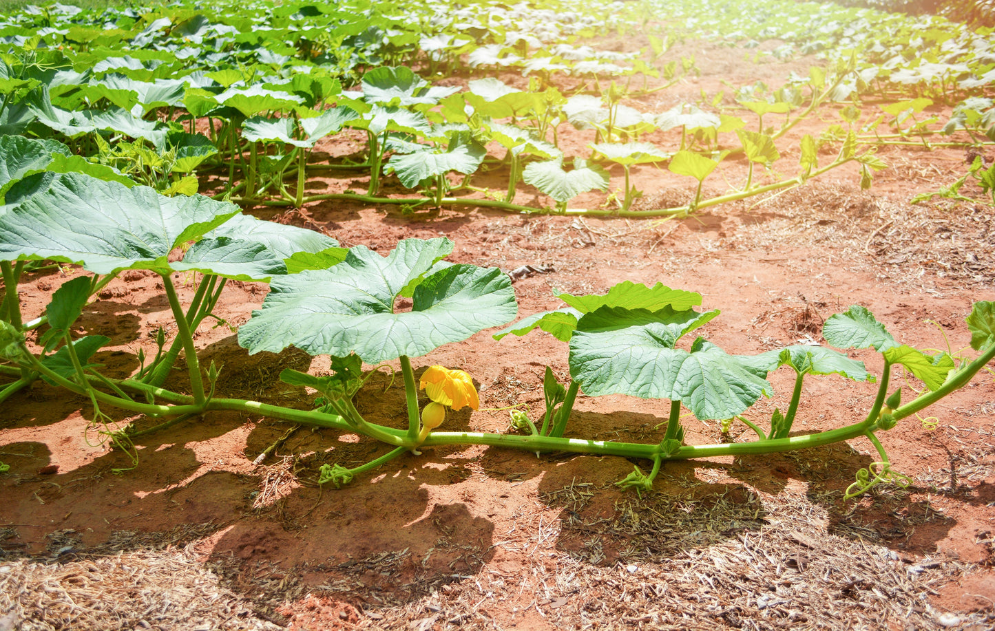 50 Table Queen ACORN SQUASH Winter Cucurbita Pepo Vegetable Seeds