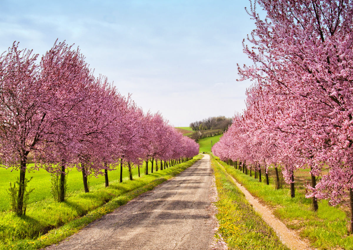 Dwarf Peach Tree Seeds - 5 Loring Prunus Persica Hardy Fruit Nemaguard Dwarf Peach Tree Seeds - 5 Loring Prunus Persica Hardy Fruit Nemaguard