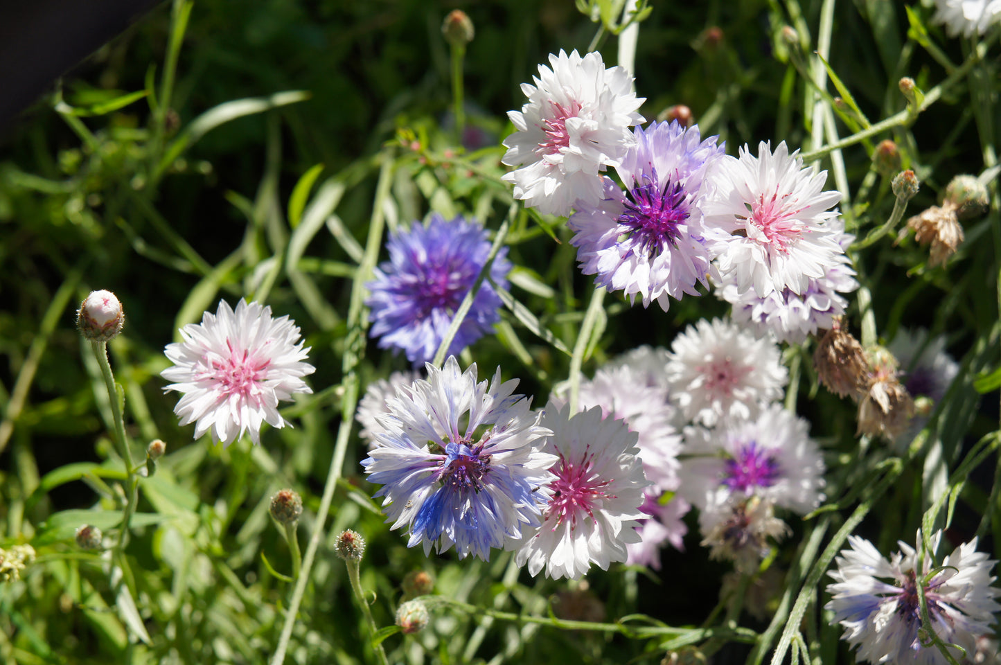 750 White BACHELOR'S BUTTON / CORNFLOWER Centaurea Cyanus Flower Seeds