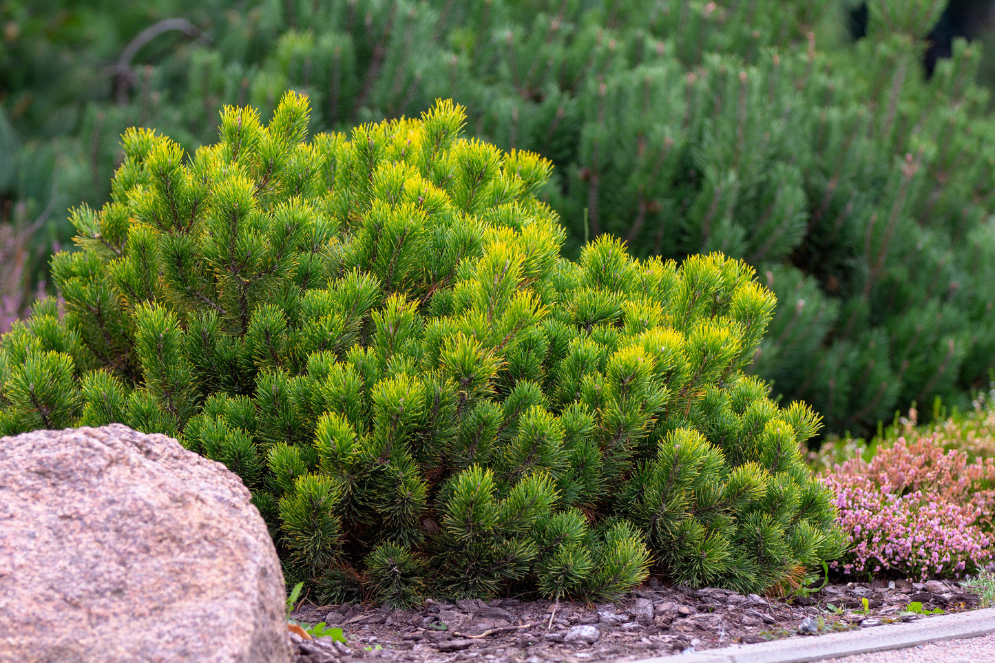 25 MUGO PINE Dwarf Evergreen Pinus Pumilio Shrub Seeds