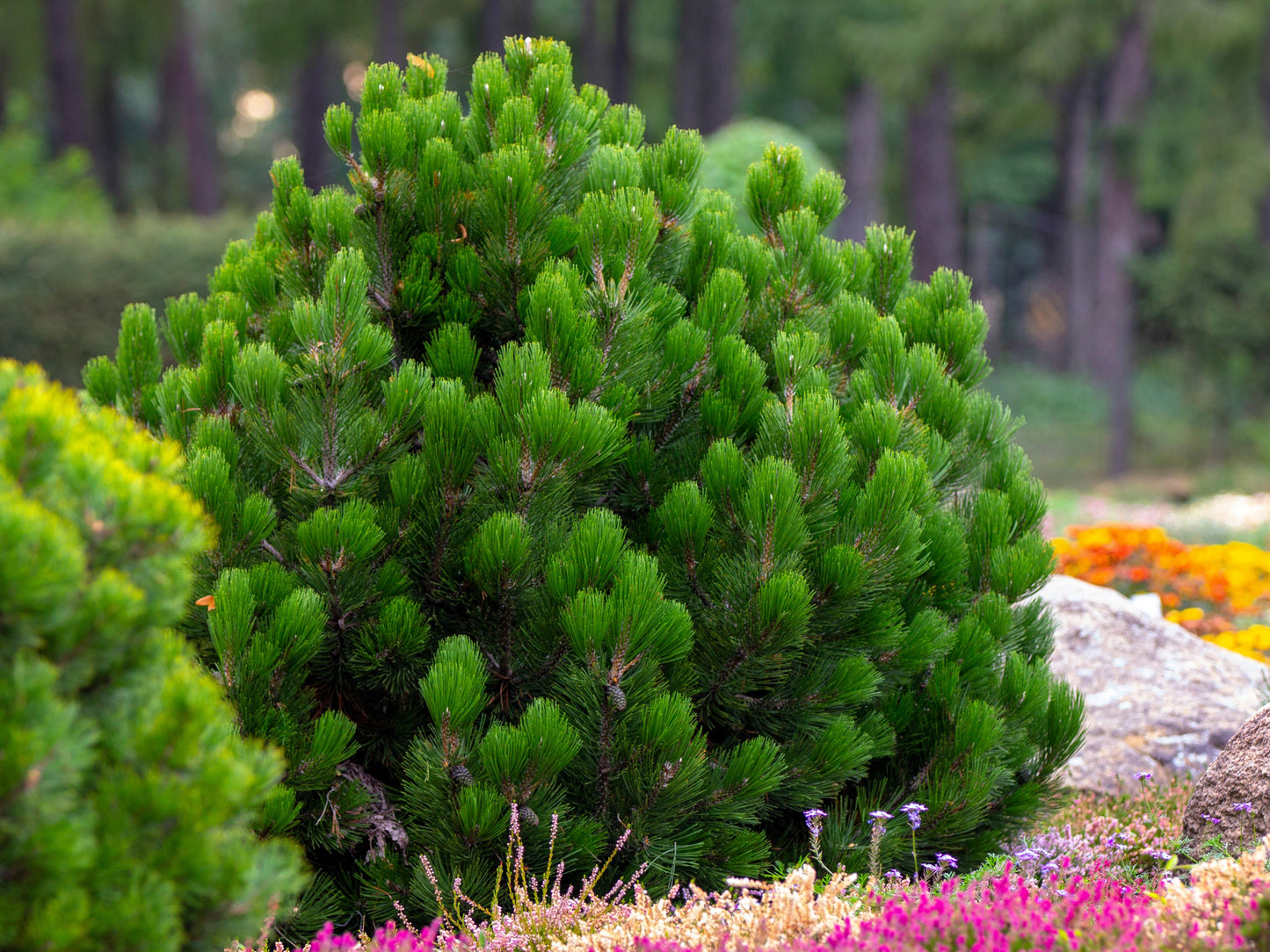 25 MUGO PINE Dwarf Evergreen Pinus Pumilio Shrub Seeds