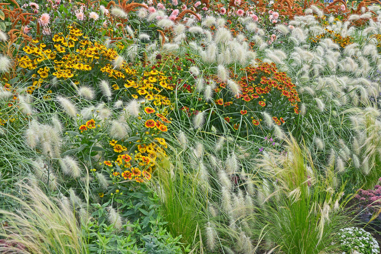 30 WHITE FOUNTAIN GRASS Pennisetum Villosum Ornamental Flower Seeds