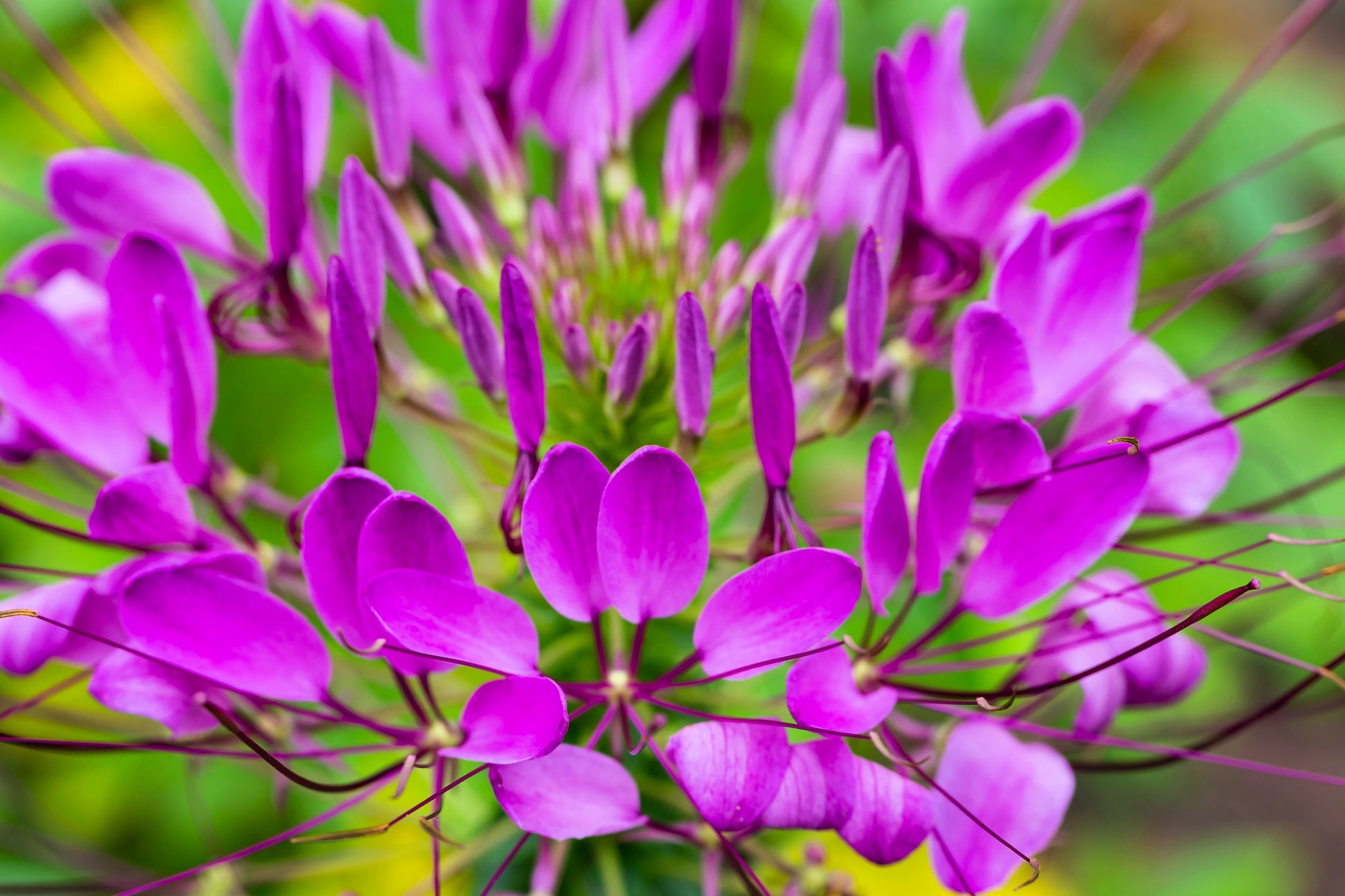 green and purple spider plant 100 VIOLET QUEEN CLEOME Hassleriana Cleome Spinosa Purple Spider Flowe – Seedville USA