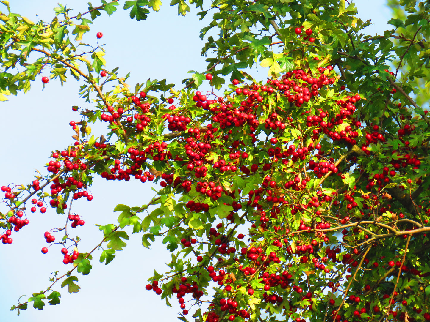 20 ENGLISH HAWTHORN TREE Edible Fruit Flower Mayflower Crataegus Laevigata Seeds