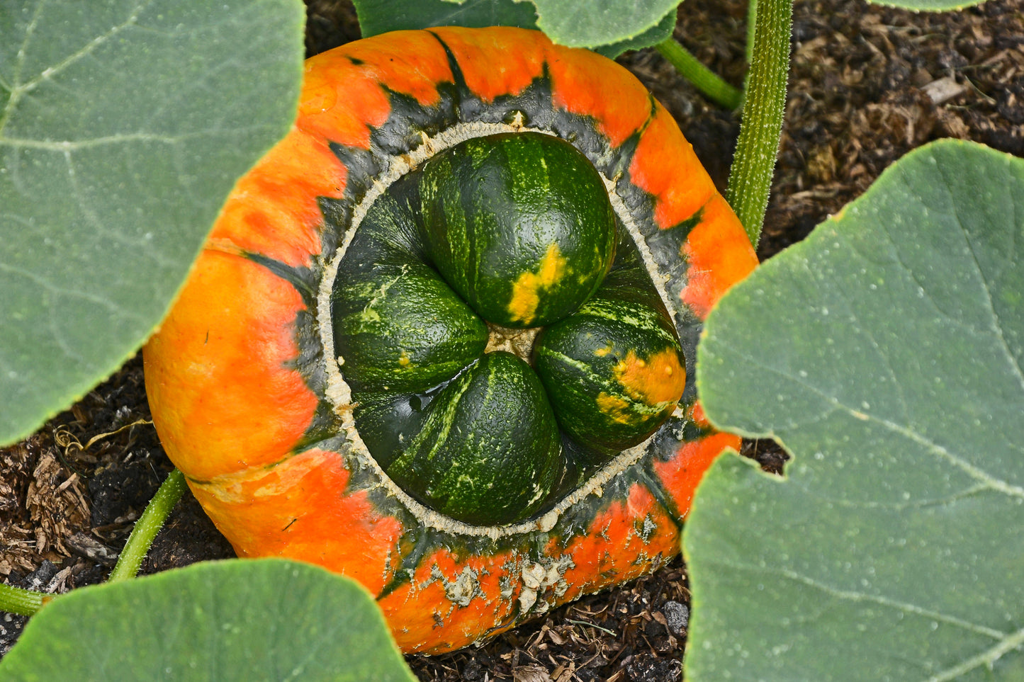 10 American TURKS TURBAN SQUASH Gourd Cucurbita Maxima Vine Seeds