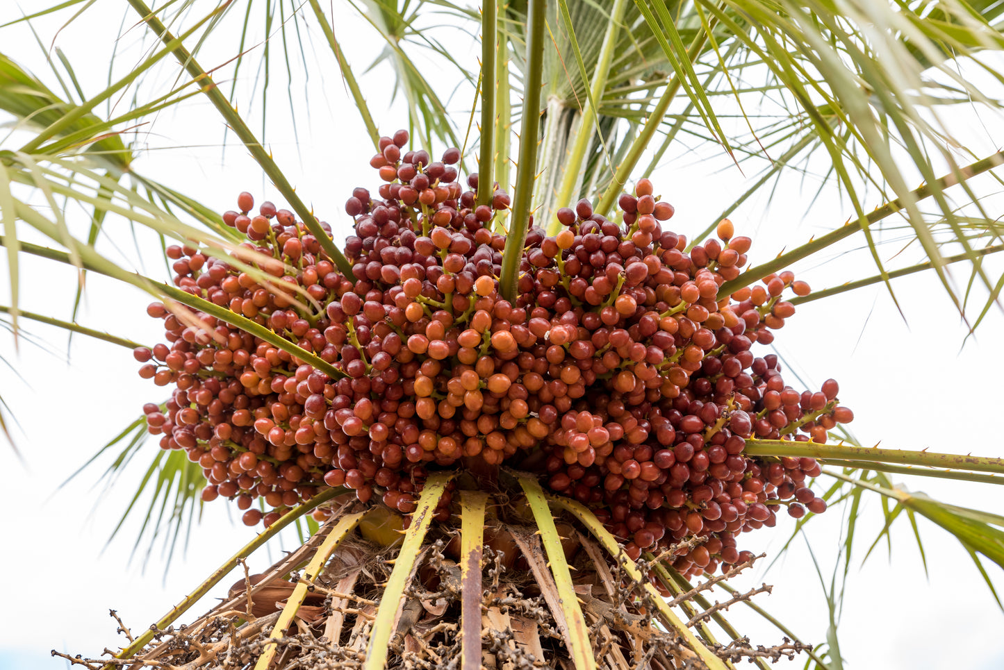 5 MEDITERRANEAN FAN PALM European Dwarf Tree Shrub Chamaerops Humilis Seeds