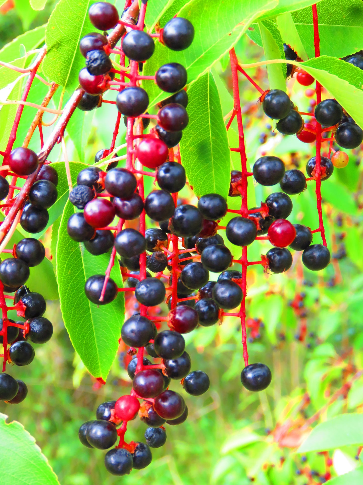 planting black cherry seeds 30 BLACK CHERRY Fruit Tree Prunus Serotina Fragrant White Flowers Seed – Seedville USA