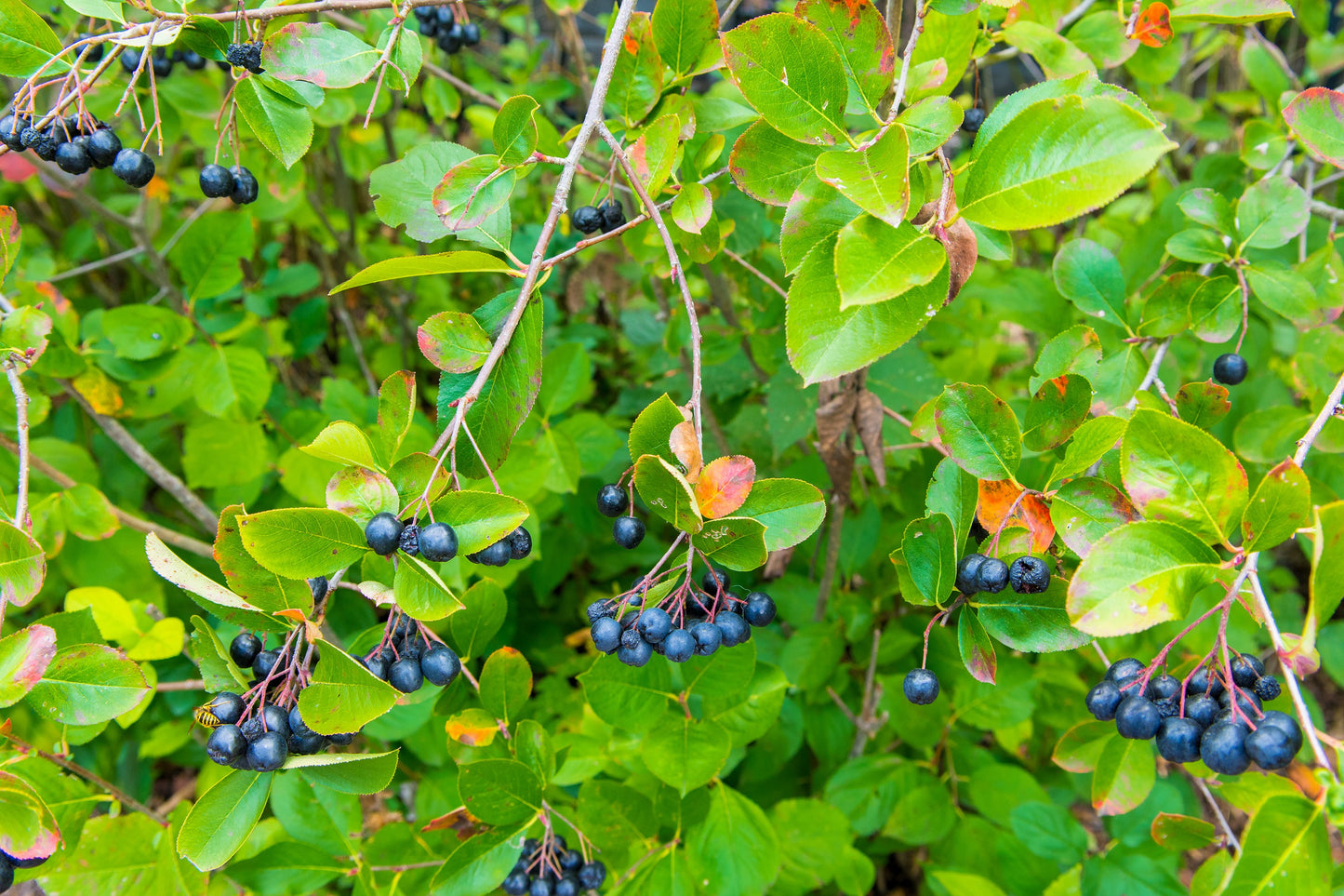 30 PURPLE CHOKEBERRY Aronia Prunifolia White Flower Fruit Shrub Seeds