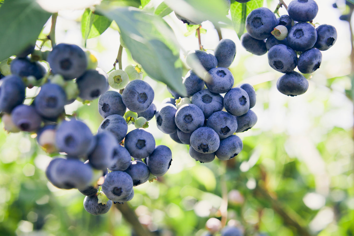50 Northern HIGHBUSH BLUEBERRY BUSH Vaccinium Fruit Shrub Blue Berry White Flower Seeds