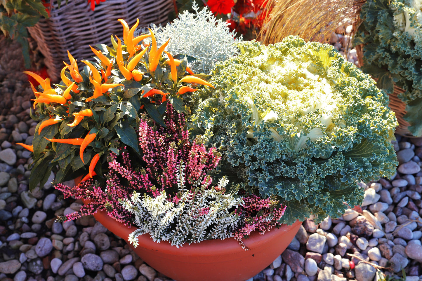 50 MIXED ORNAMENTAL CABBAGE Flowering Cabbage Brassica Oleracea Seeds