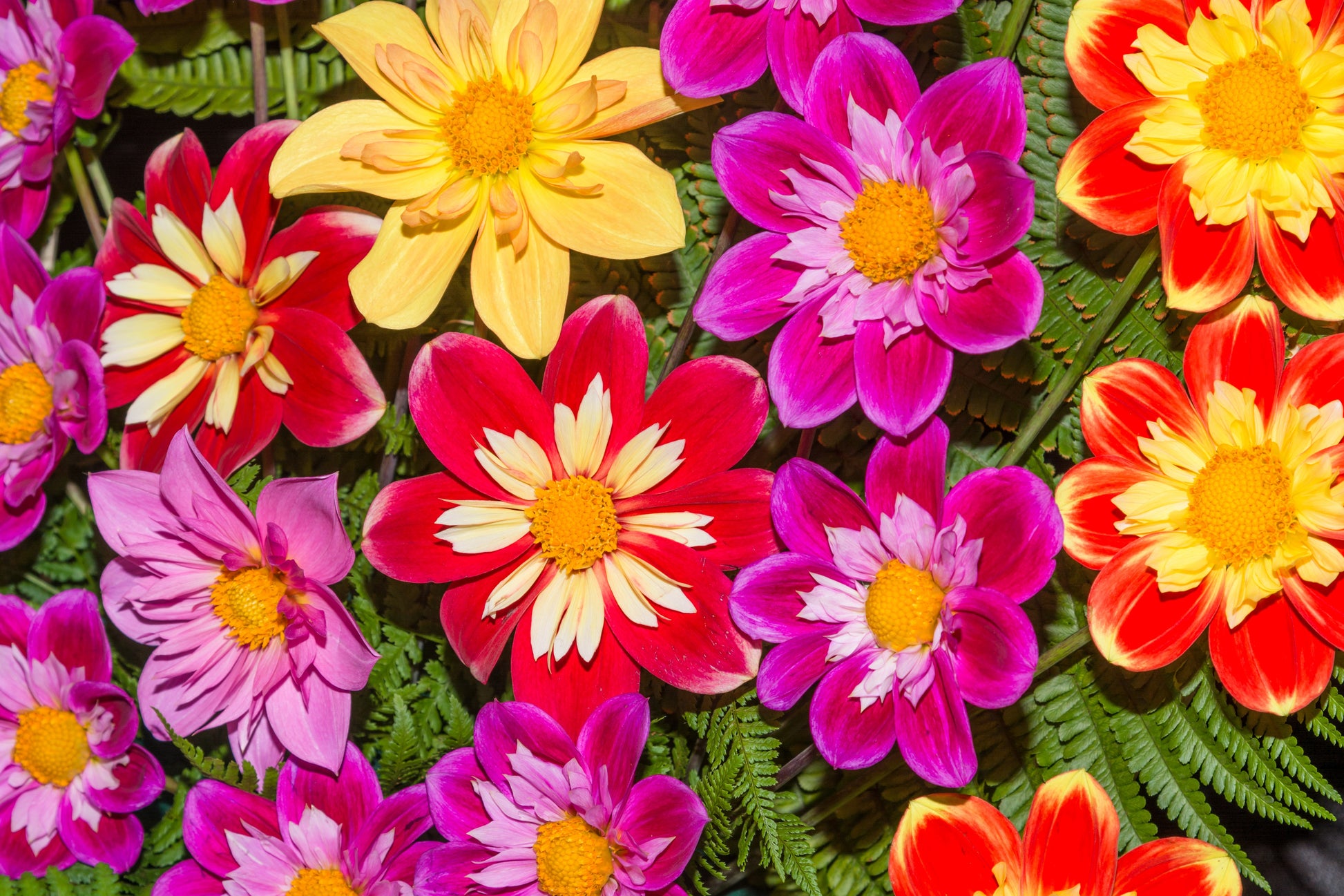 collarette dahlia seeds 50 MIXED COLLARETTE DAHLIA Variabilis Two Tone Mix of Red Pink Purple White Yellow Maroon Peach Flower Seeds