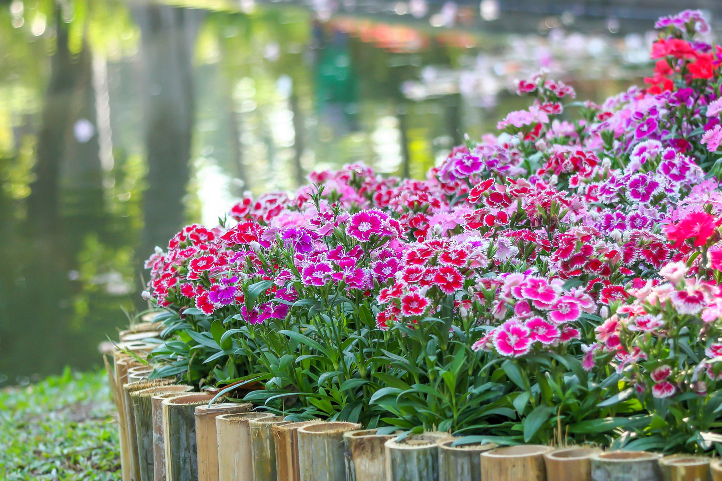 500 MIXED CHINESE PINKS China Rainbow Pink Dianthus Chinensis Bicolor Flower Seeds