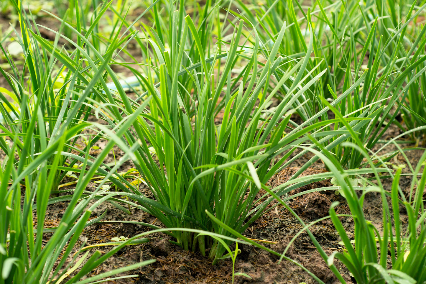 500 CHINESE LEEK (Oriental Garlic / Garlic Chives / Chinese Chives / Flat Chives) Allium Tuberosum Vegetable Seeds