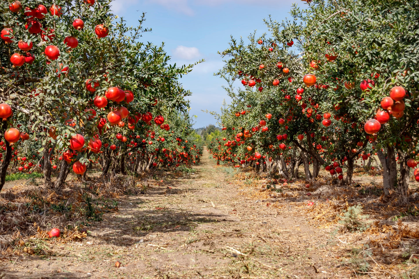 25 POMEGRANATE TREE Punica Granatum Red Fruit Seeds