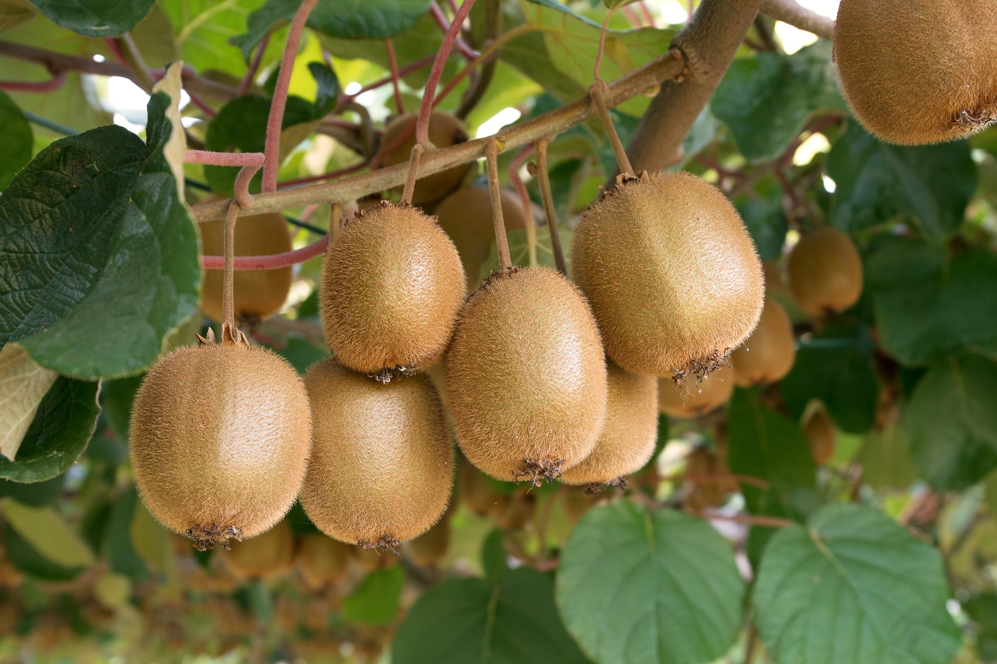strawberry kiwi seeds 100 KIWI FRUIT Kiwi Actinidia Vine Seeds (Kiwifruit / Hardy Kiwi / Tara Vine / Yang Tao / Chinese Gooseberry / Chinese Strawberry)
