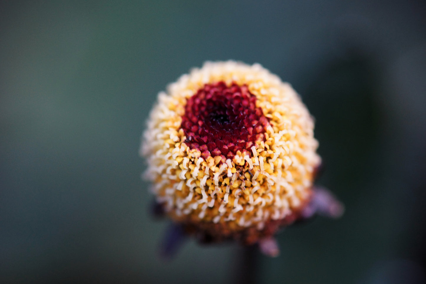 100 TOOTHACHE / EYEBALL PLANT Spilanthes Oleracea Red & Yellow Flower Herb Seeds