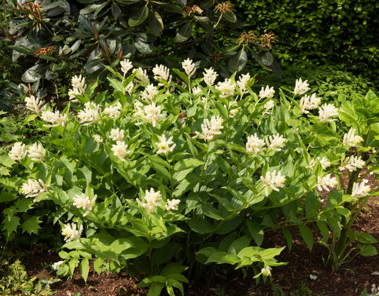 10 SOLOMON'S SPIKE White Western False Seal Maianthemum Racemosum Flower Seeds