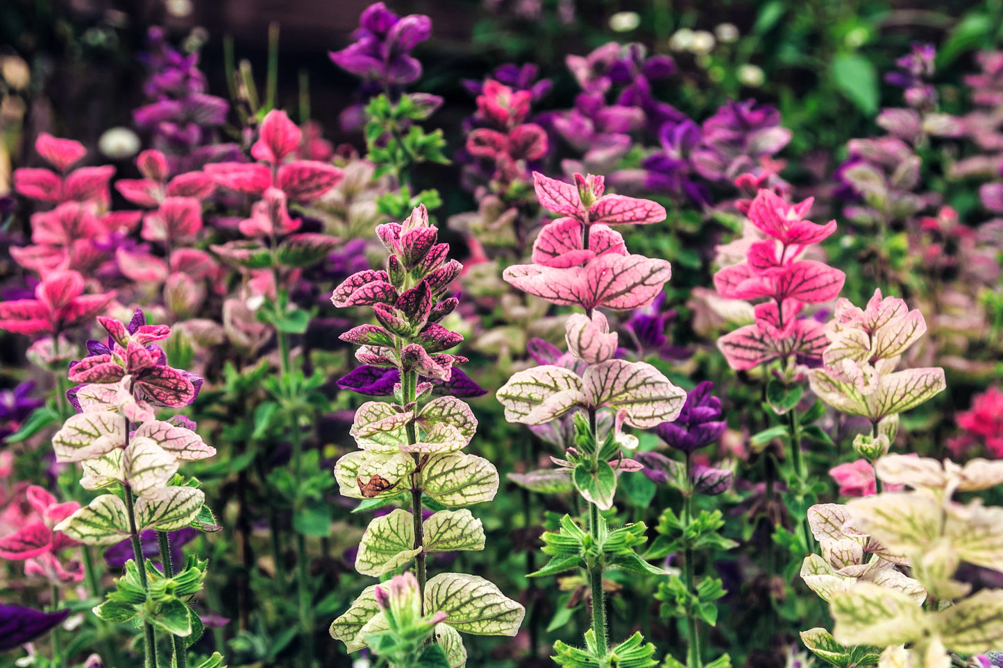 75 TRICOLOR CLARY SAGE Mix Blue Pink White Salvia Viridis Horminum Herb Flower Seeds