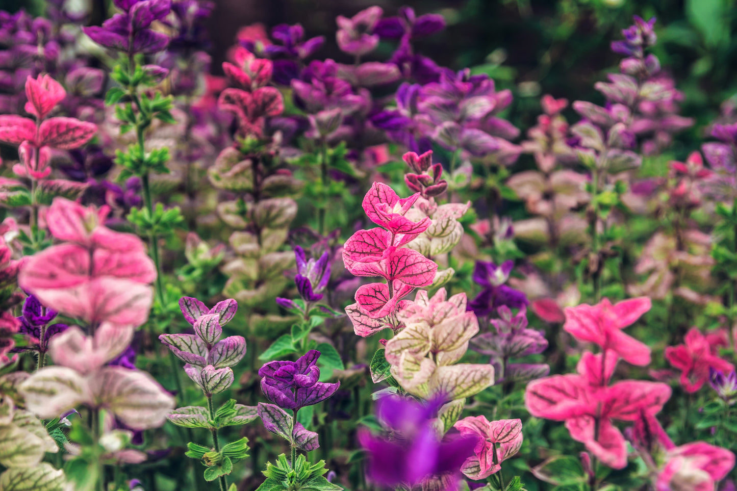 75 TRICOLOR CLARY SAGE Mix Blue Pink White Salvia Viridis Horminum Herb Flower Seeds