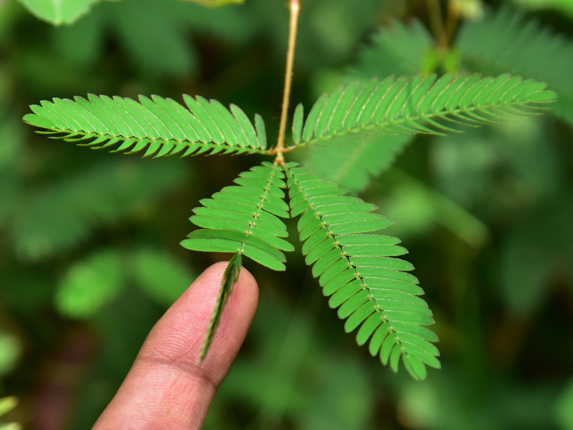 touch me not plant indoor 100 MIMOSA Pudica / SENSITIVE PLANT / Touch Me Not Flower Seeds