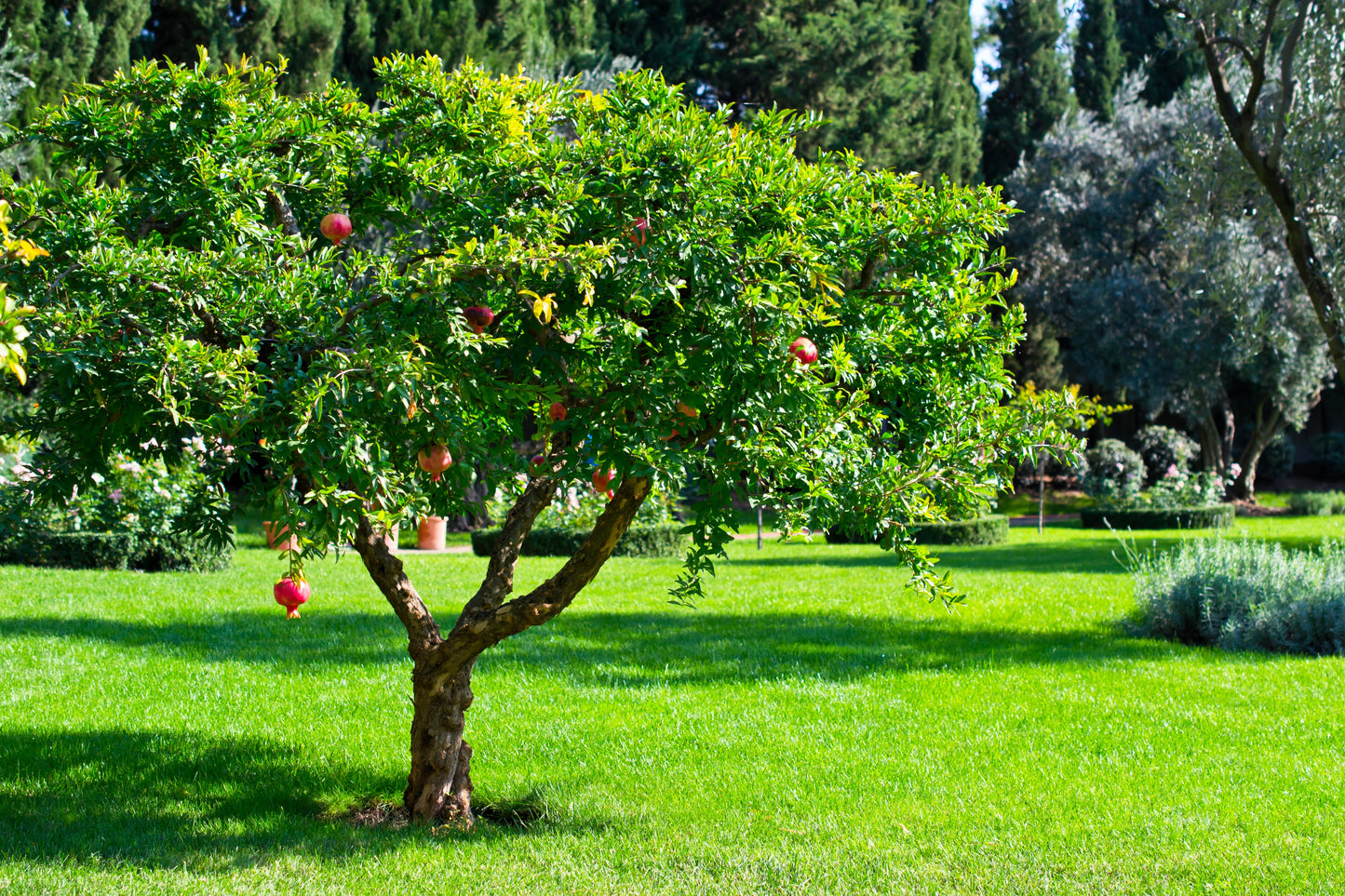 25 POMEGRANATE TREE Punica Granatum Red Fruit Seeds