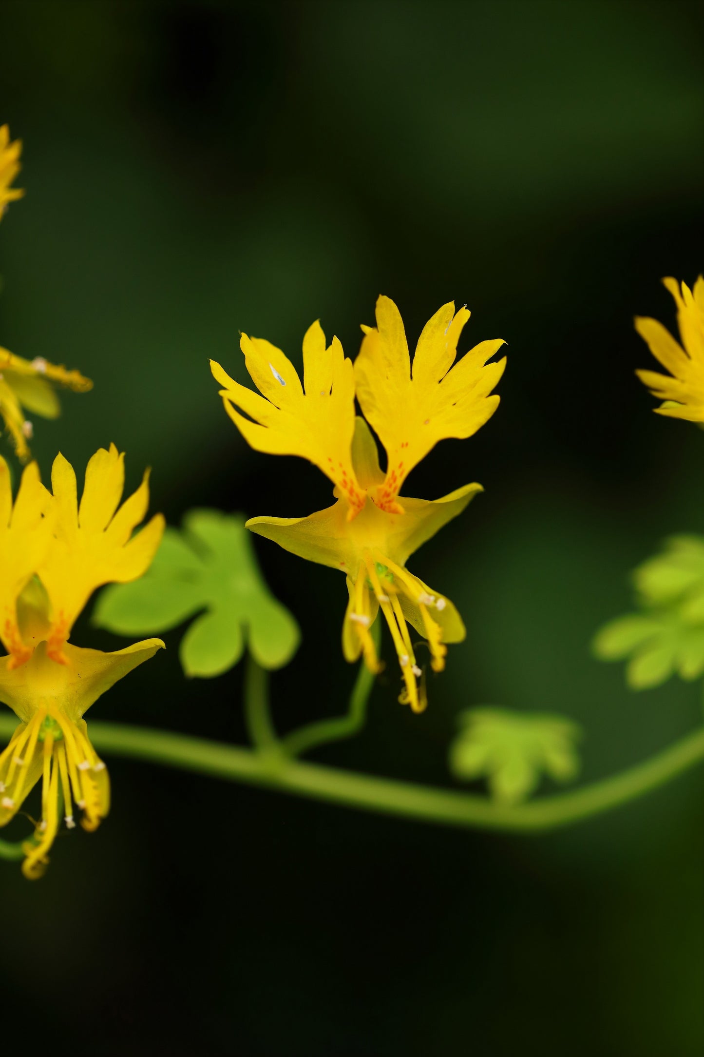 10 CANARY CREEPER NASTURTIUM Vine Tropaeolum Peregrinum Yellow Canarybird Flower Seeds