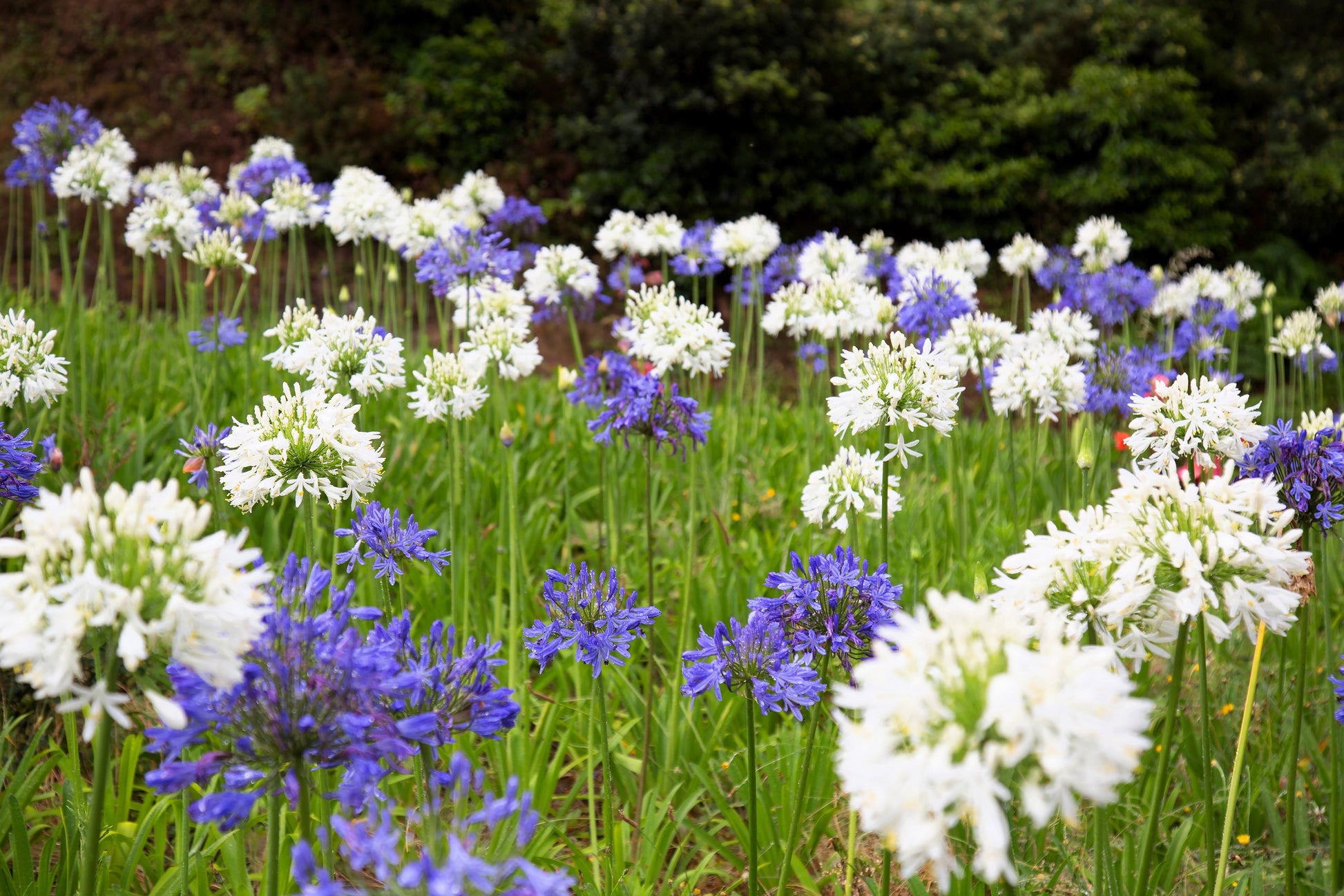 lily of the nile white 25 WHITE LILY of the NILE Agapanthus Orientalis African Lily Flower Se – Seedville USA