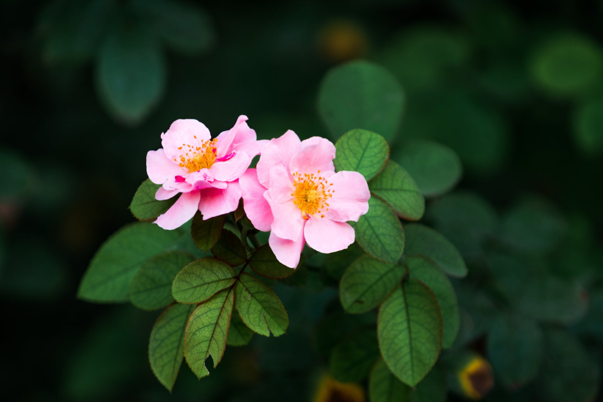 wood rose plant seeds 15 Pink WOOD'S ROSE Bush Mountain Rose Rosa Woodsii Fragrant Flower Seeds