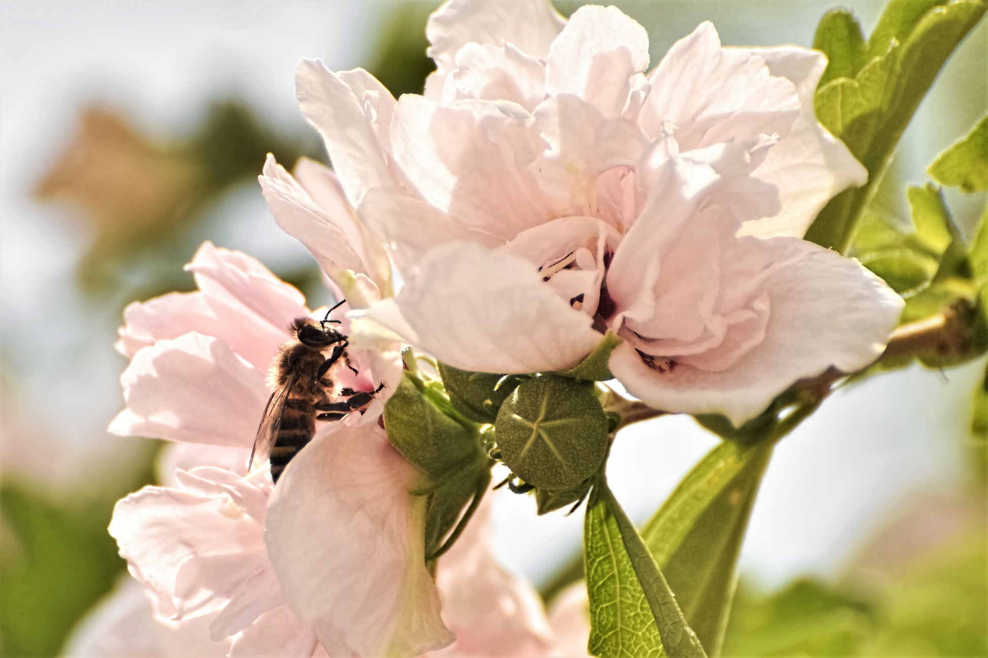 rose of sharon seeds picture 50 Mixed Colors ROSE Of SHARON HIBISCUS Syriacus Flower Tree Bush Seeds Mix