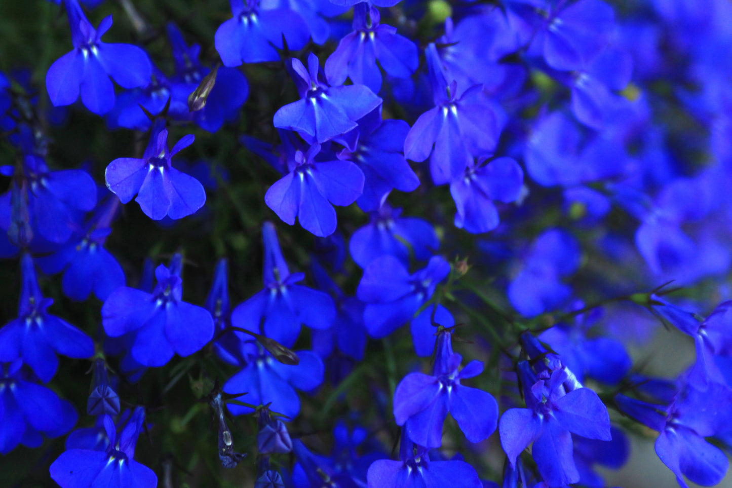 200 Electric Blue MONSOON LOBELIA Erinus Flower Seeds