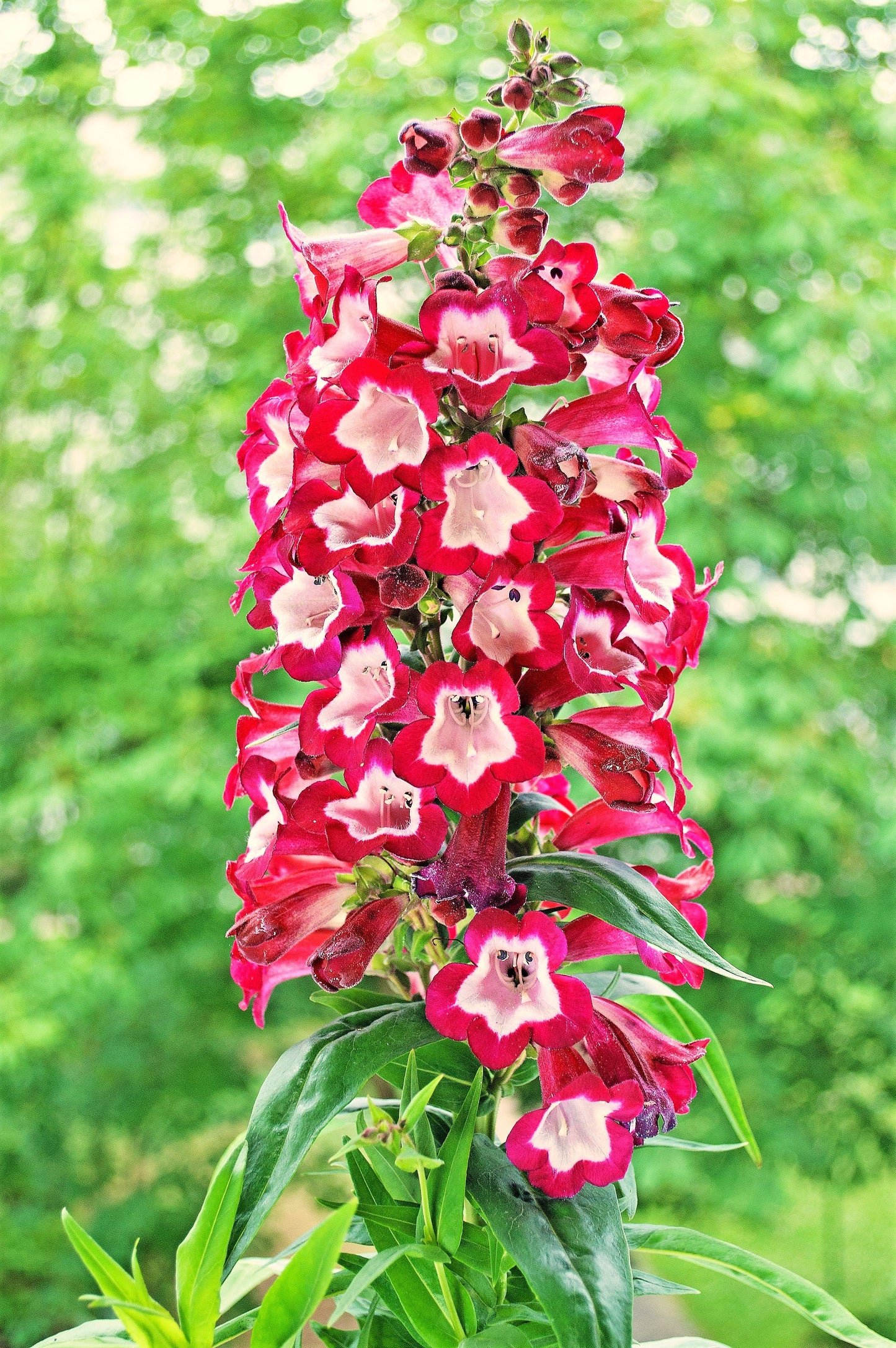 10 SCARLET PENSTEMON Hartwegii Beardtongue Red & White Flower Seeds